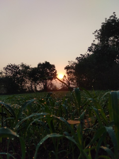 Morning Time Sun ?