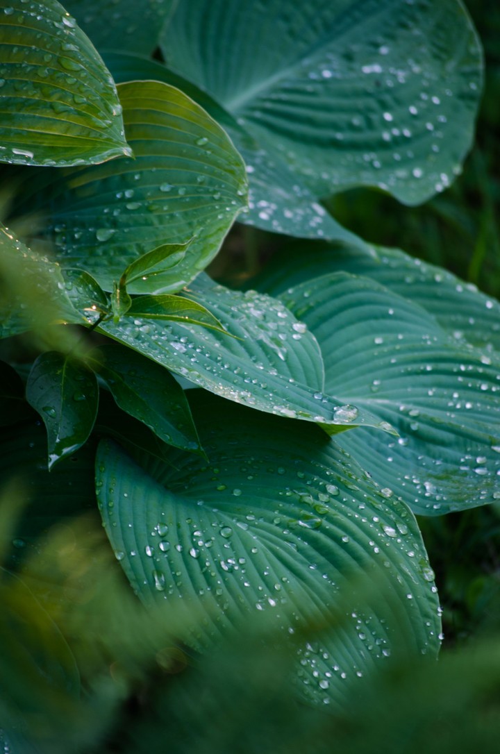 nature