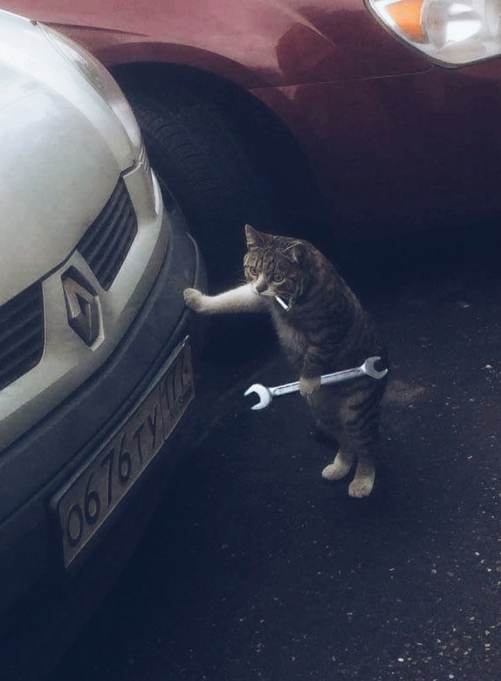 kedi