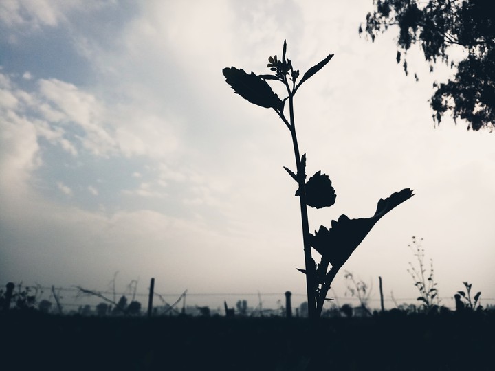 nature