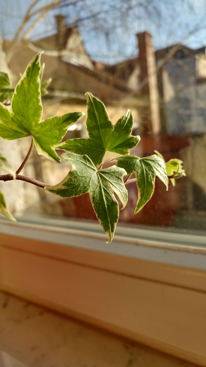 Plant beside window