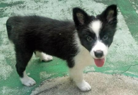 The Border Collie Because There Is No Better Dog