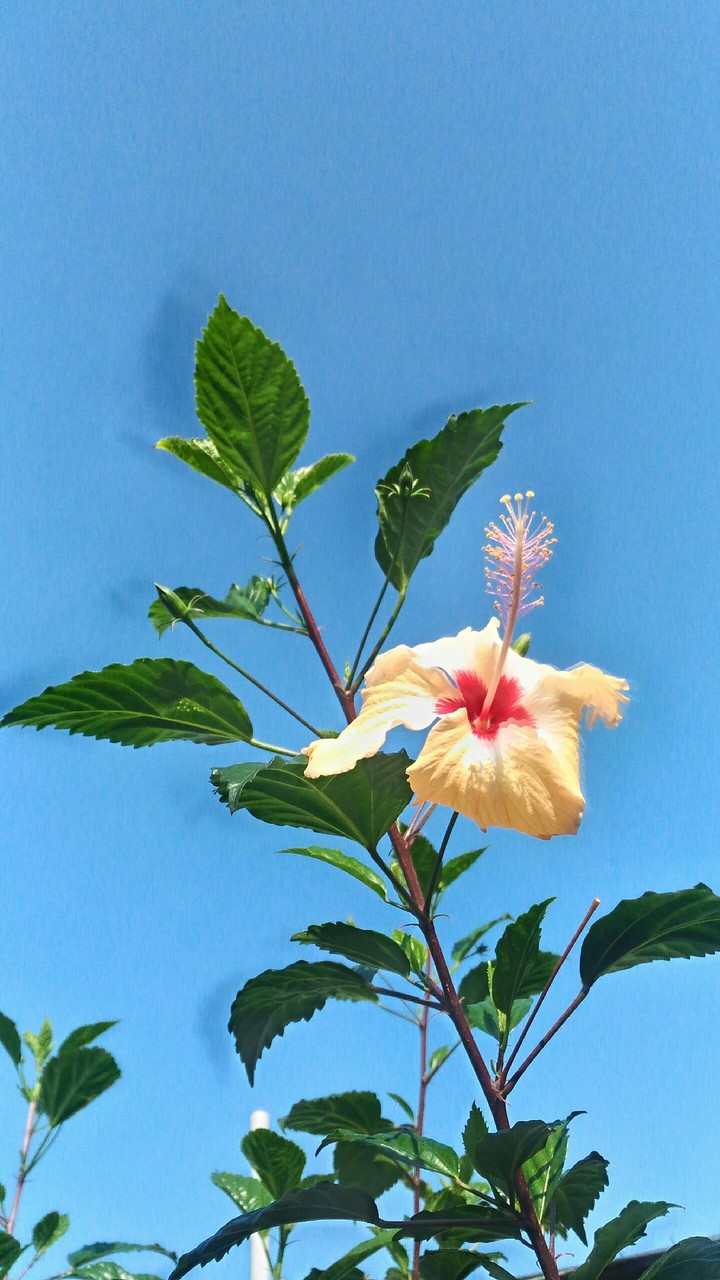 flower