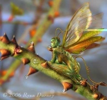 fairy