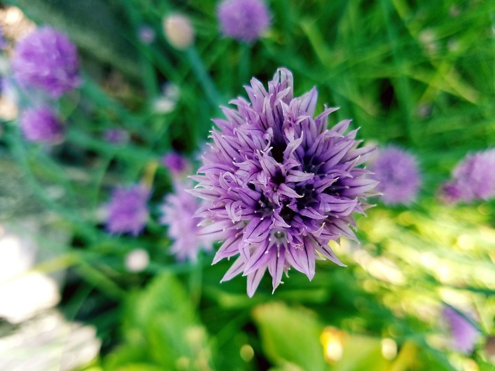 Beautiful flower