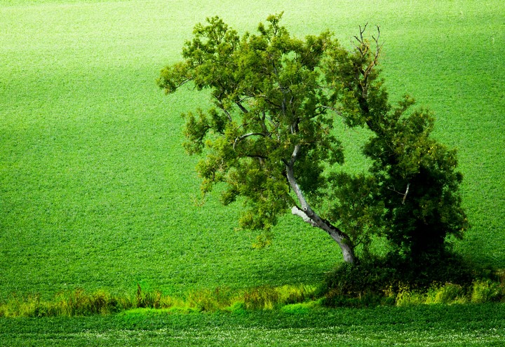 Greens