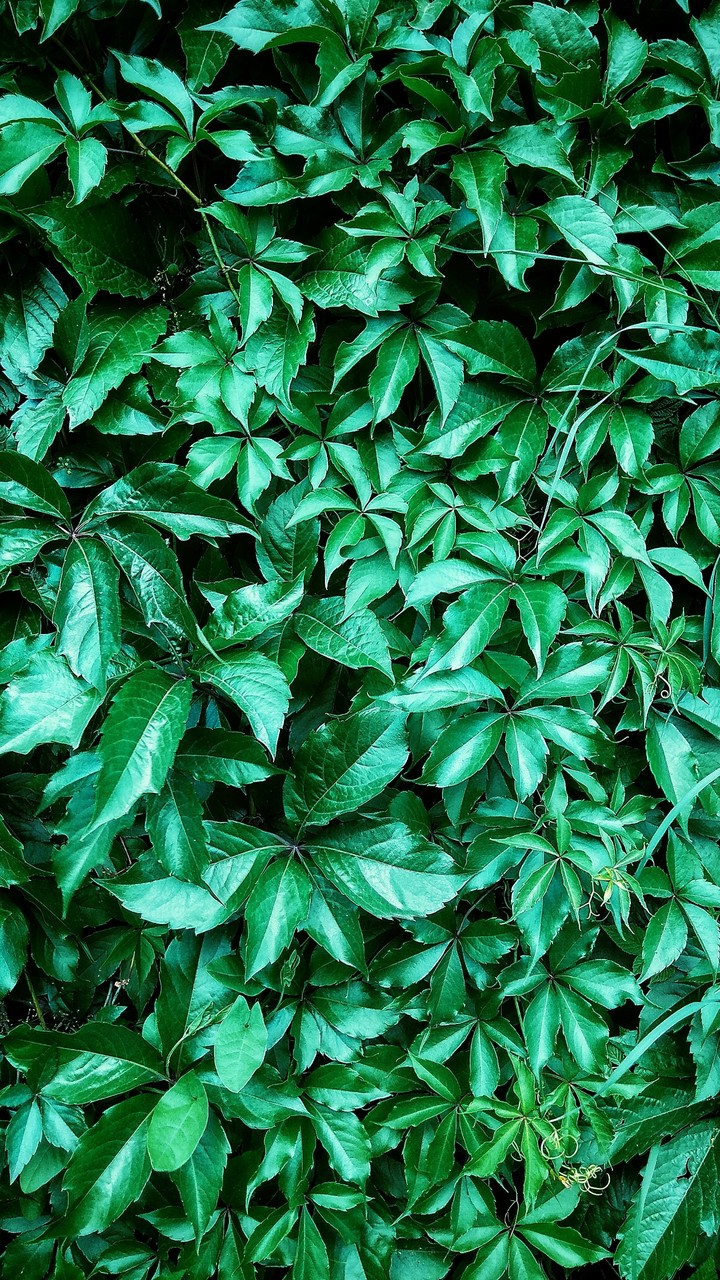 Green verdure
