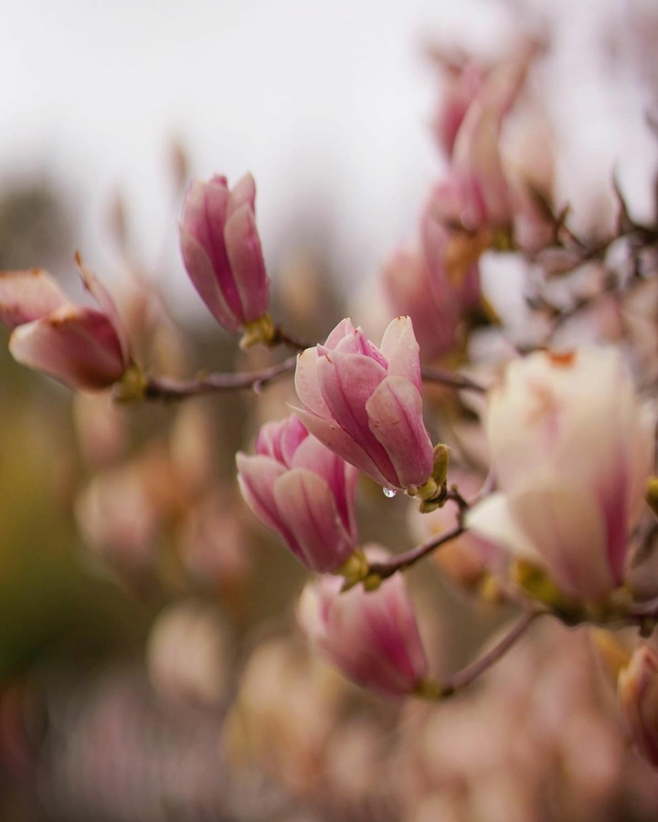 magnolia