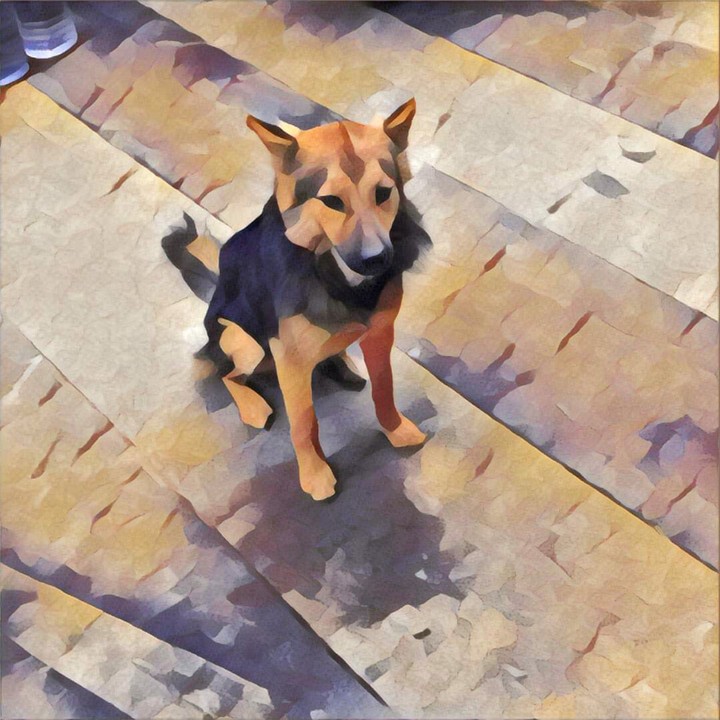 dog