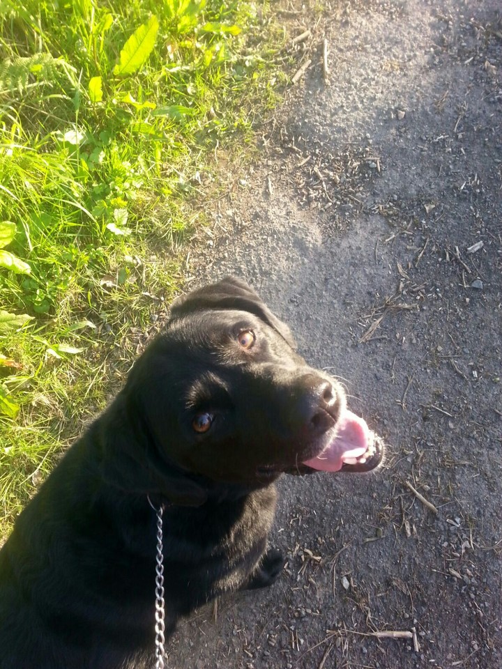 Labrador Retriever