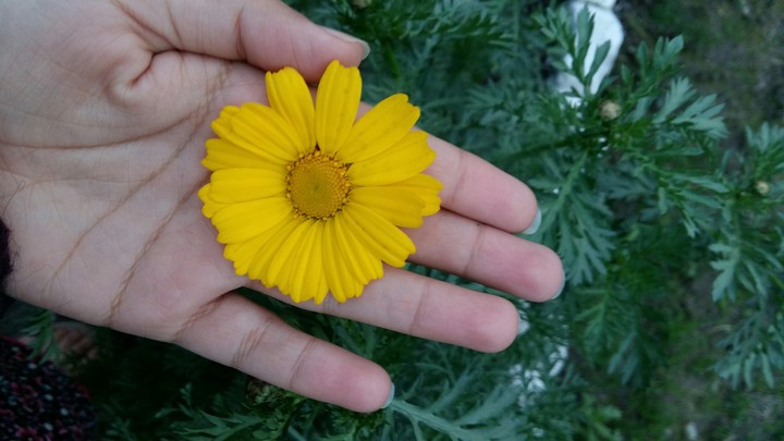 yellow flowers