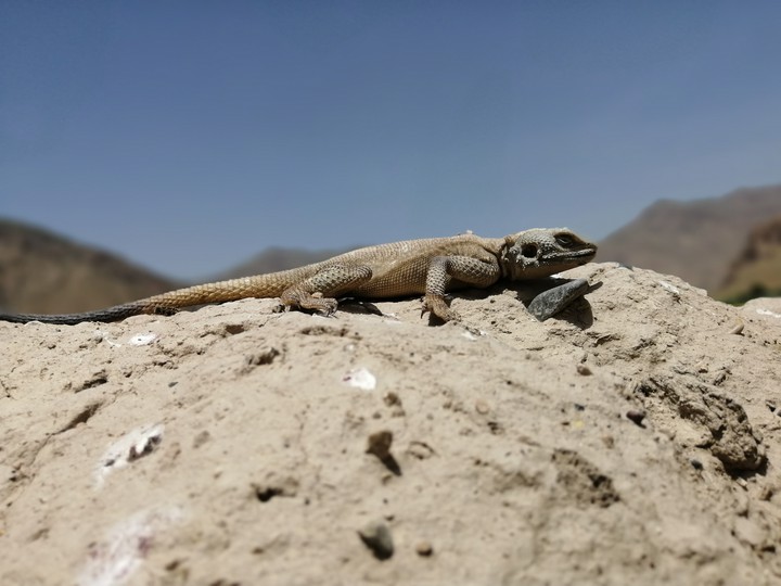 چشمه سهراب