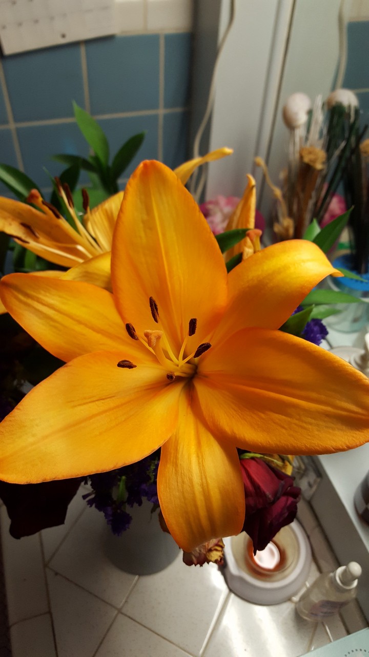 Huge lily