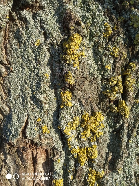 sfondi pattern, formation