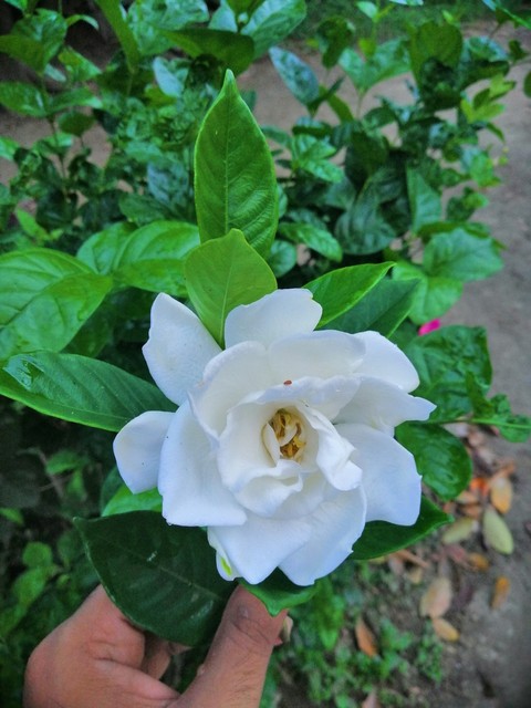Flower