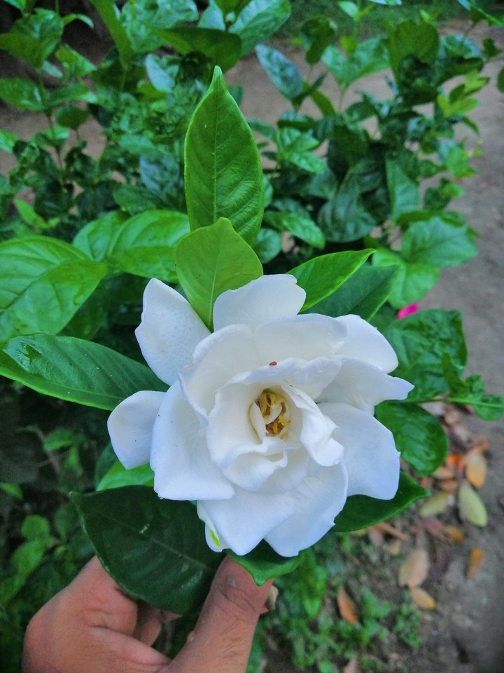 Flower
