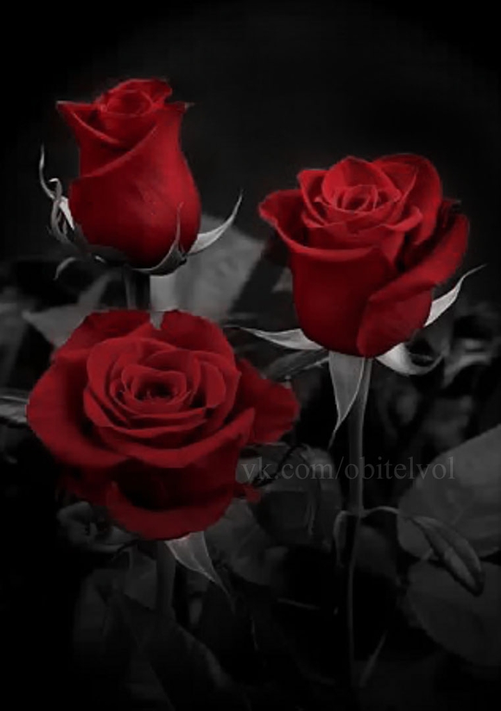 rose