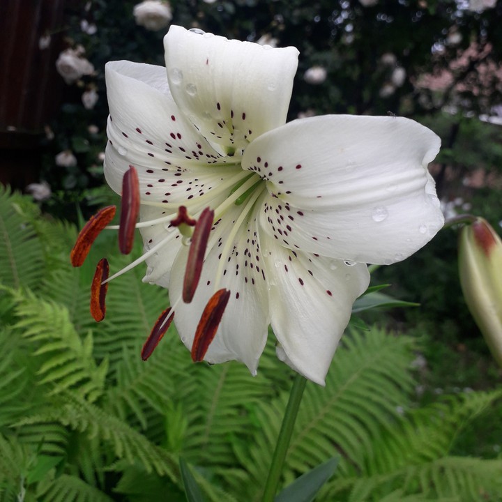 liliom#