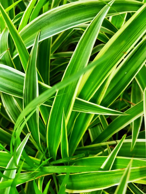 Leaves