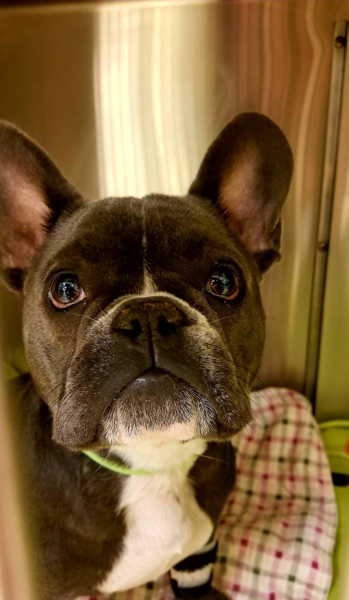 Handsome Frenchie