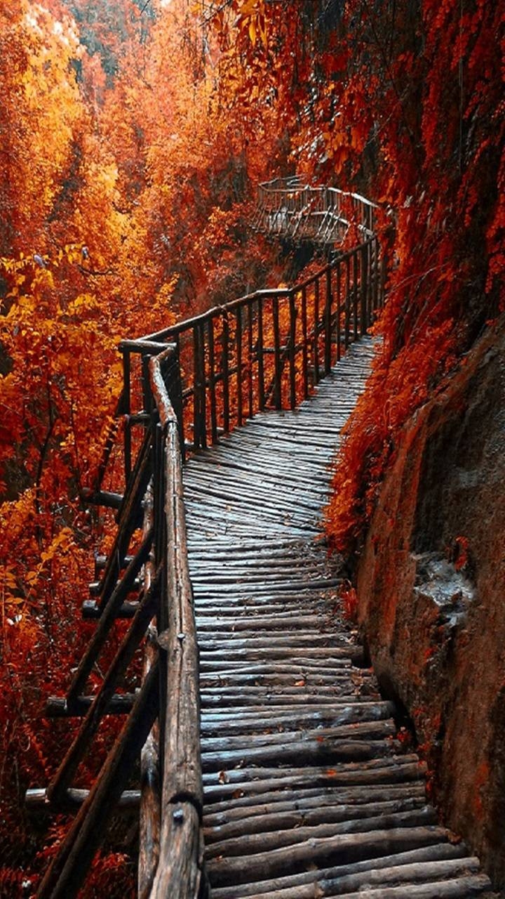 Bridges