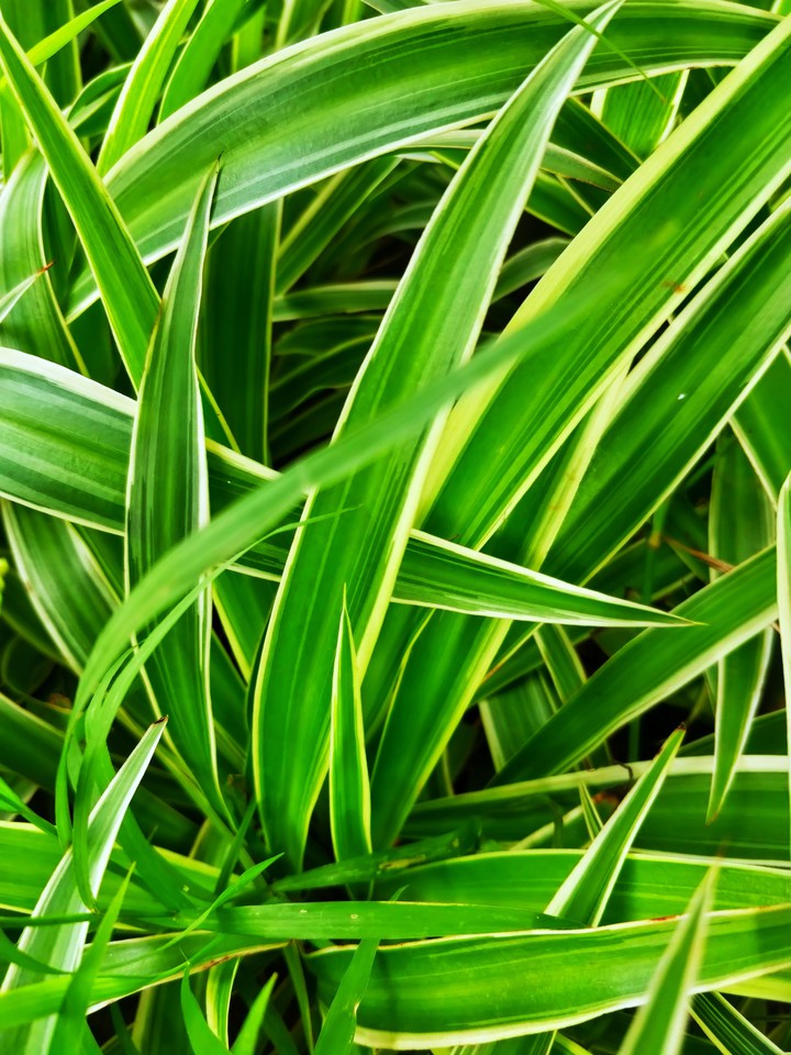 Leaves