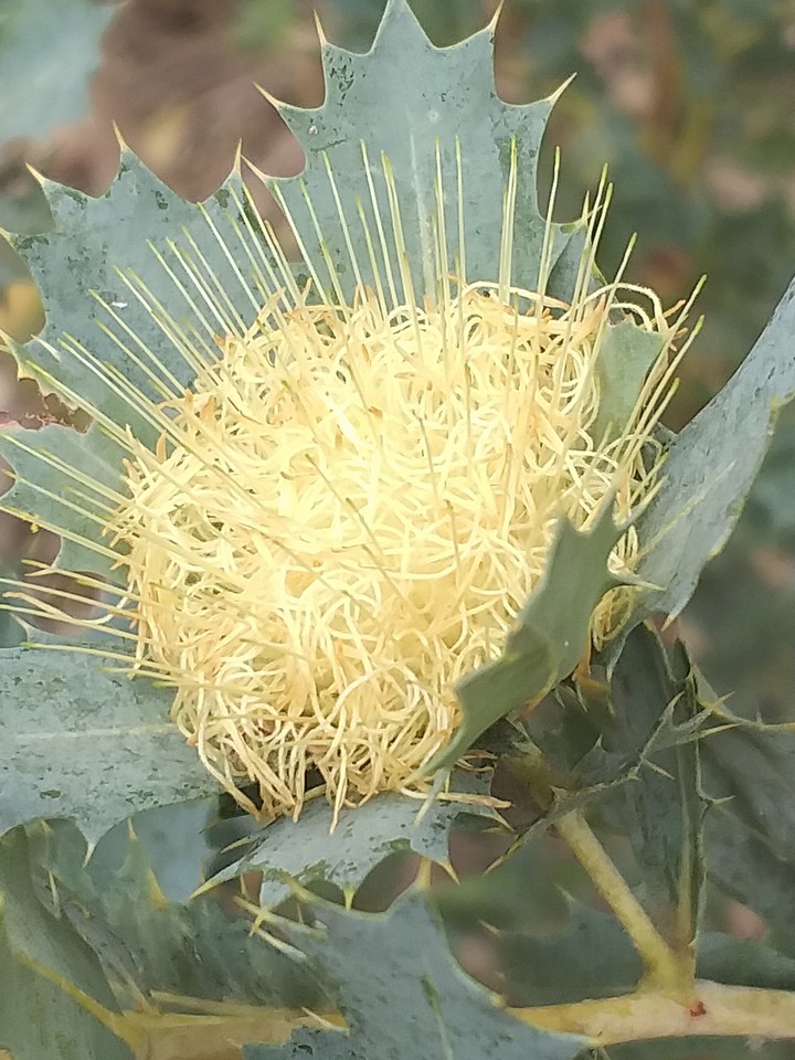 Australian Flora