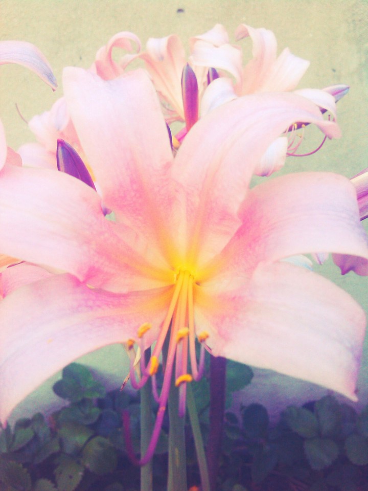 flower
