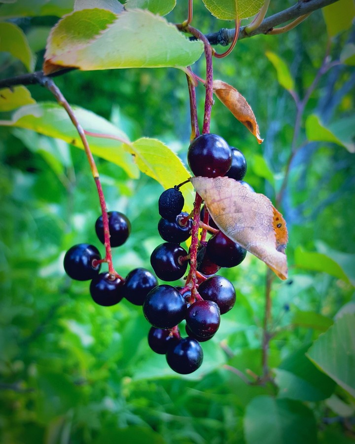 Berries