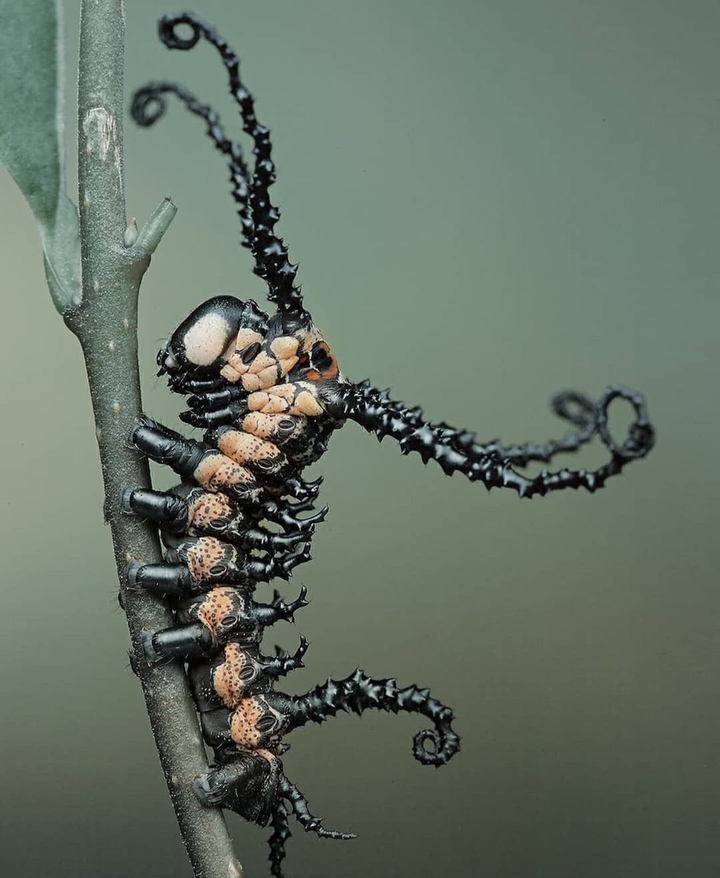 INTRESTED PIC