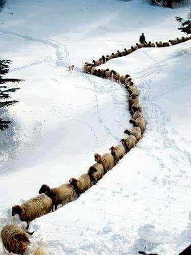 vous voulez dormir ? alors compter les moutons !