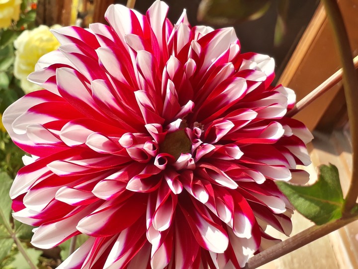 Dahlia