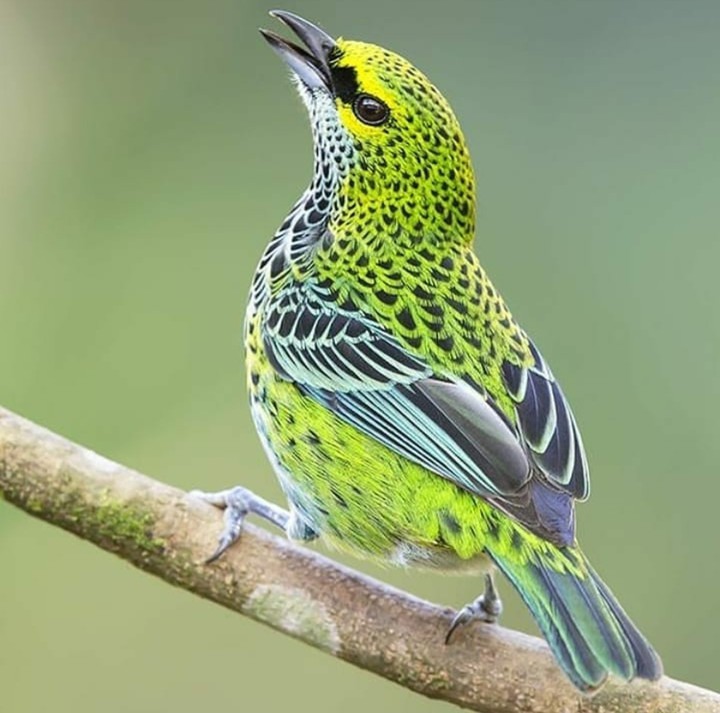 bird