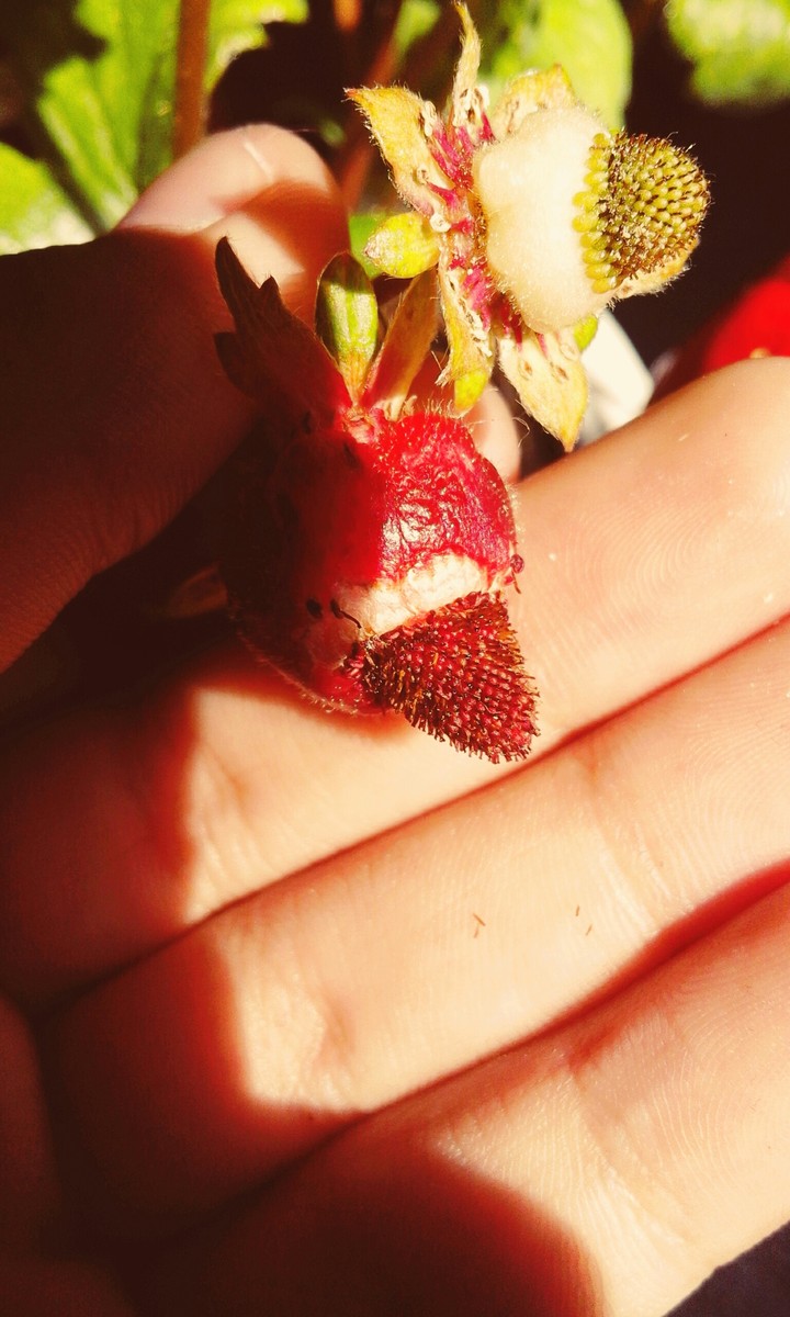 THE stawberry
