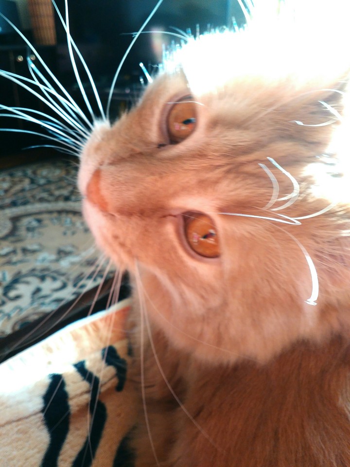 cat Momo