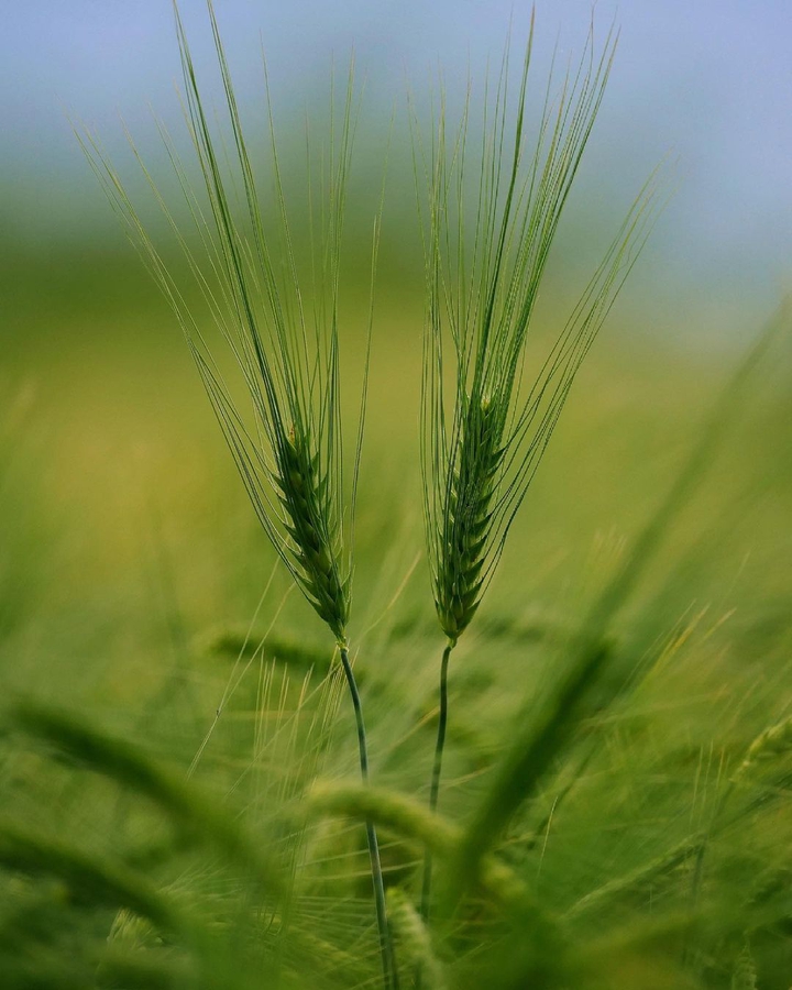wheat umbi