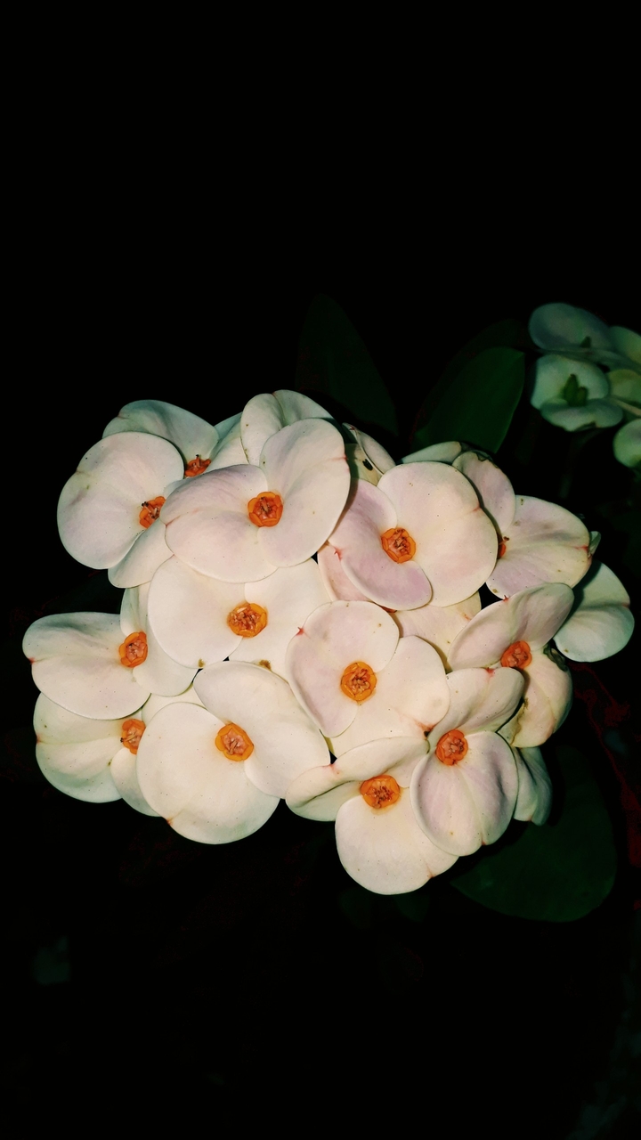 bunch of flowers
