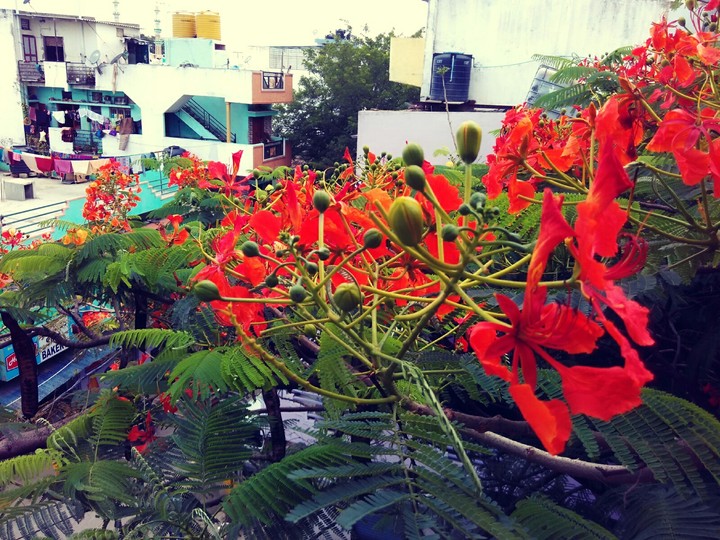 Flowers