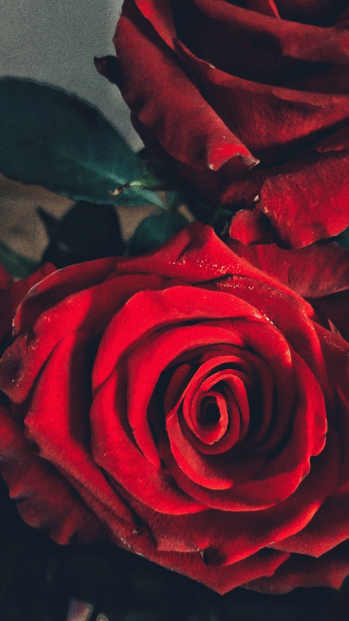 roses are red