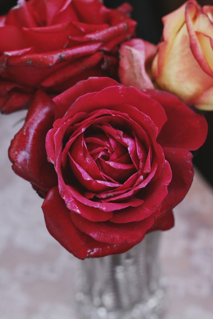Rose