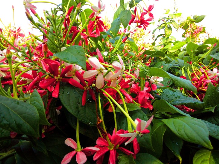 Nature special
