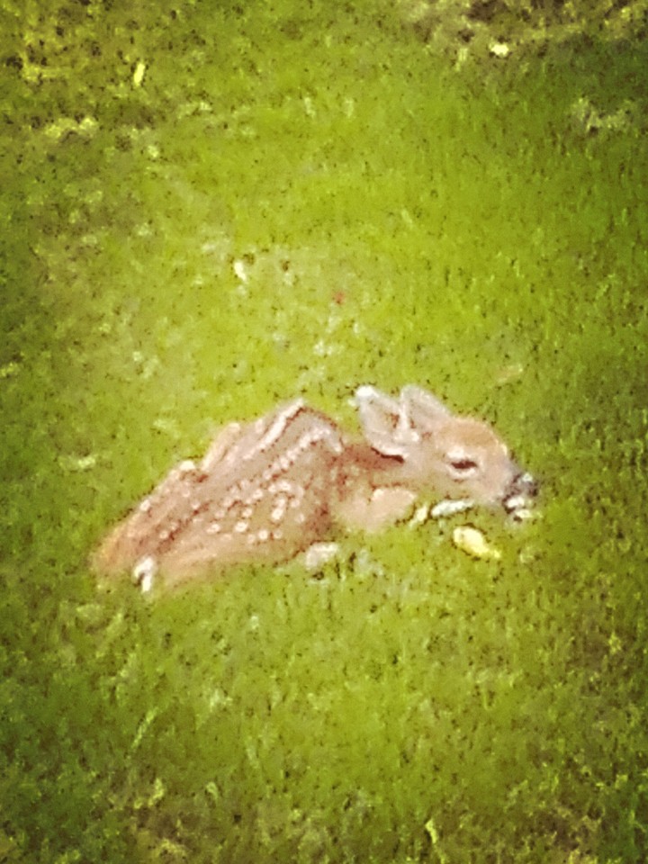 Baby Deer