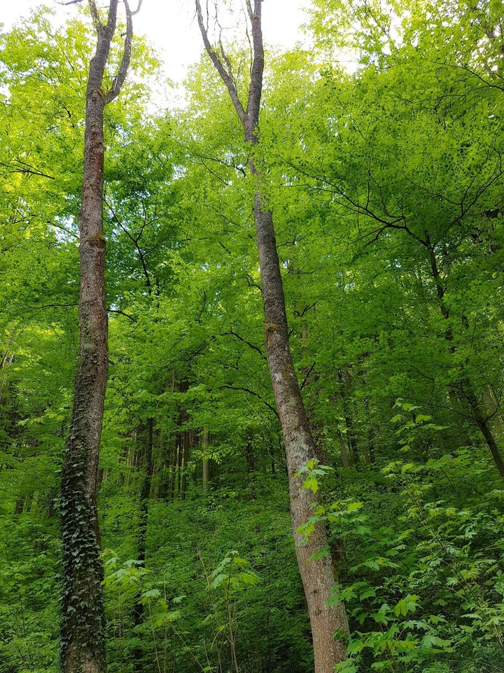 In the middle of the green Forest