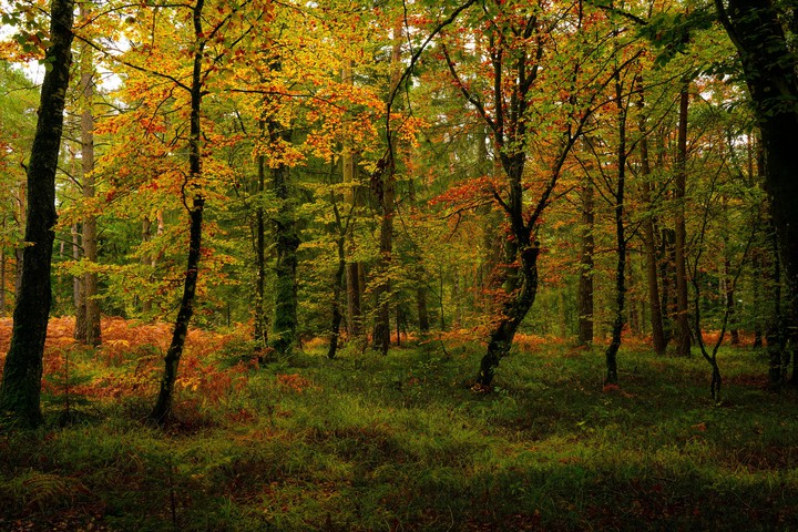 Autumn Forest Trees