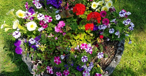 tapety wildflower, groundcover