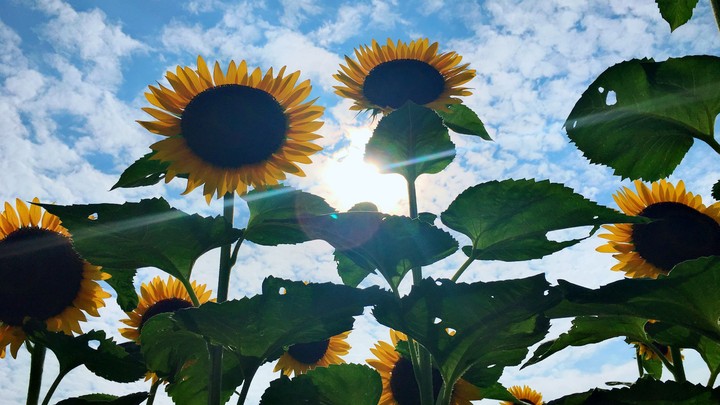 flowers