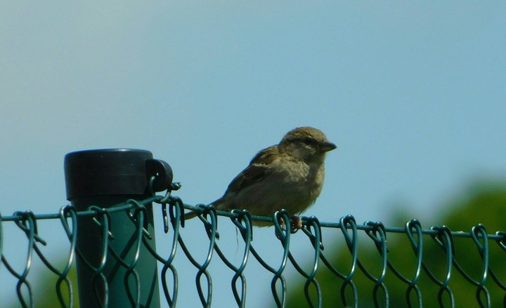 The birds are waiting