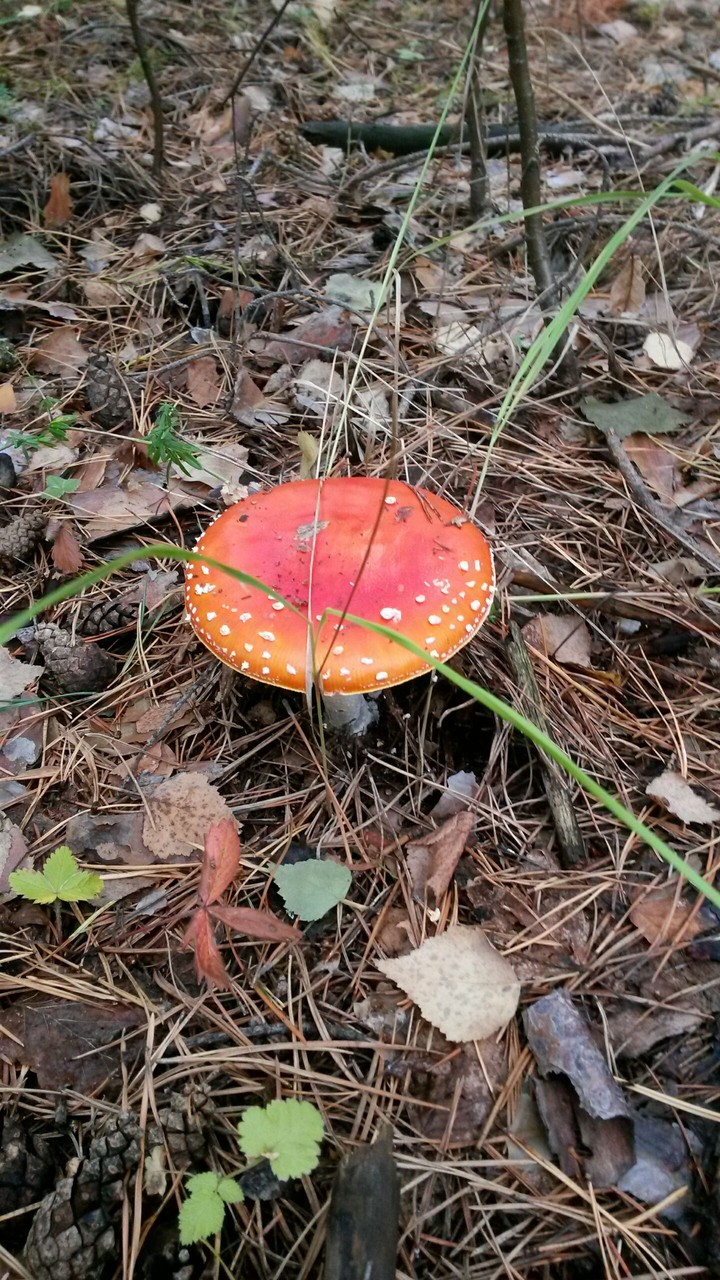 мухомор
