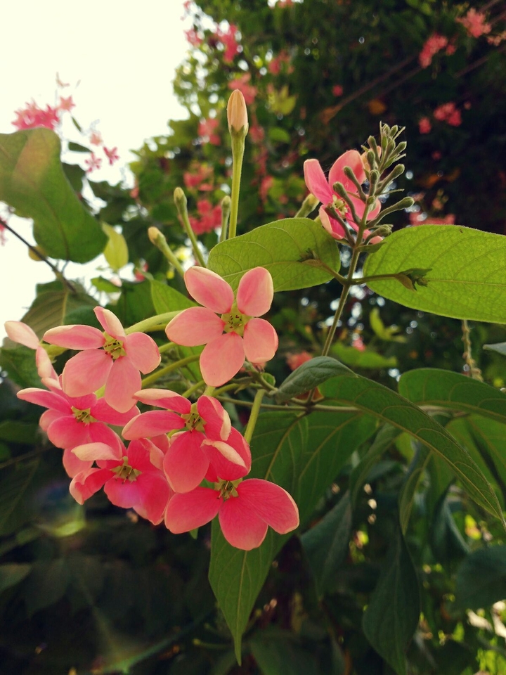 flowers