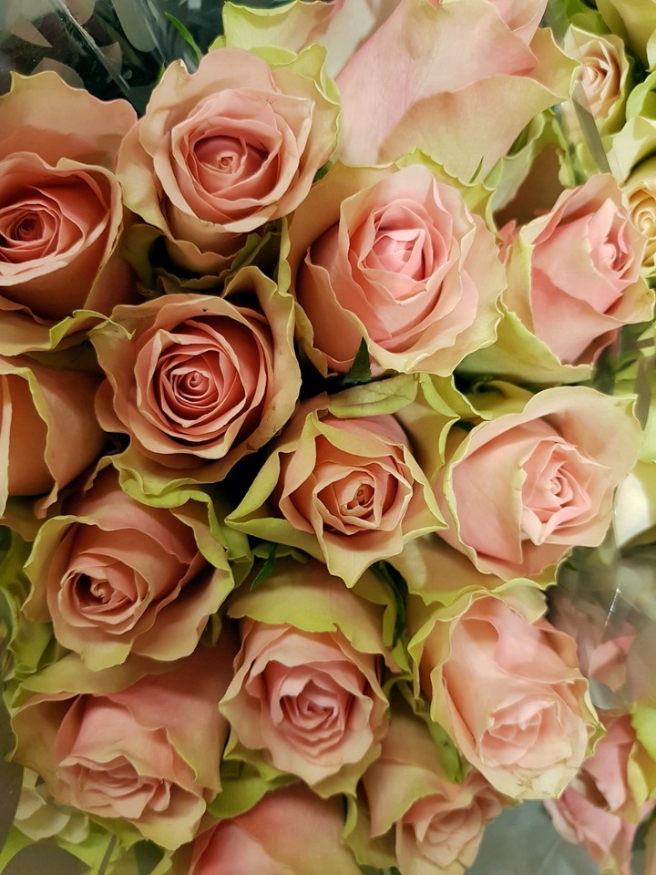 rose